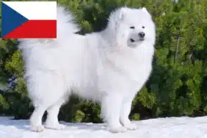 Read more about the article Crescători de Samoyed și căței în Republica Cehă