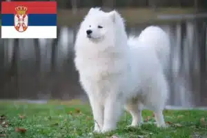 Read more about the article Crescători de Samoyed și căței în Serbia