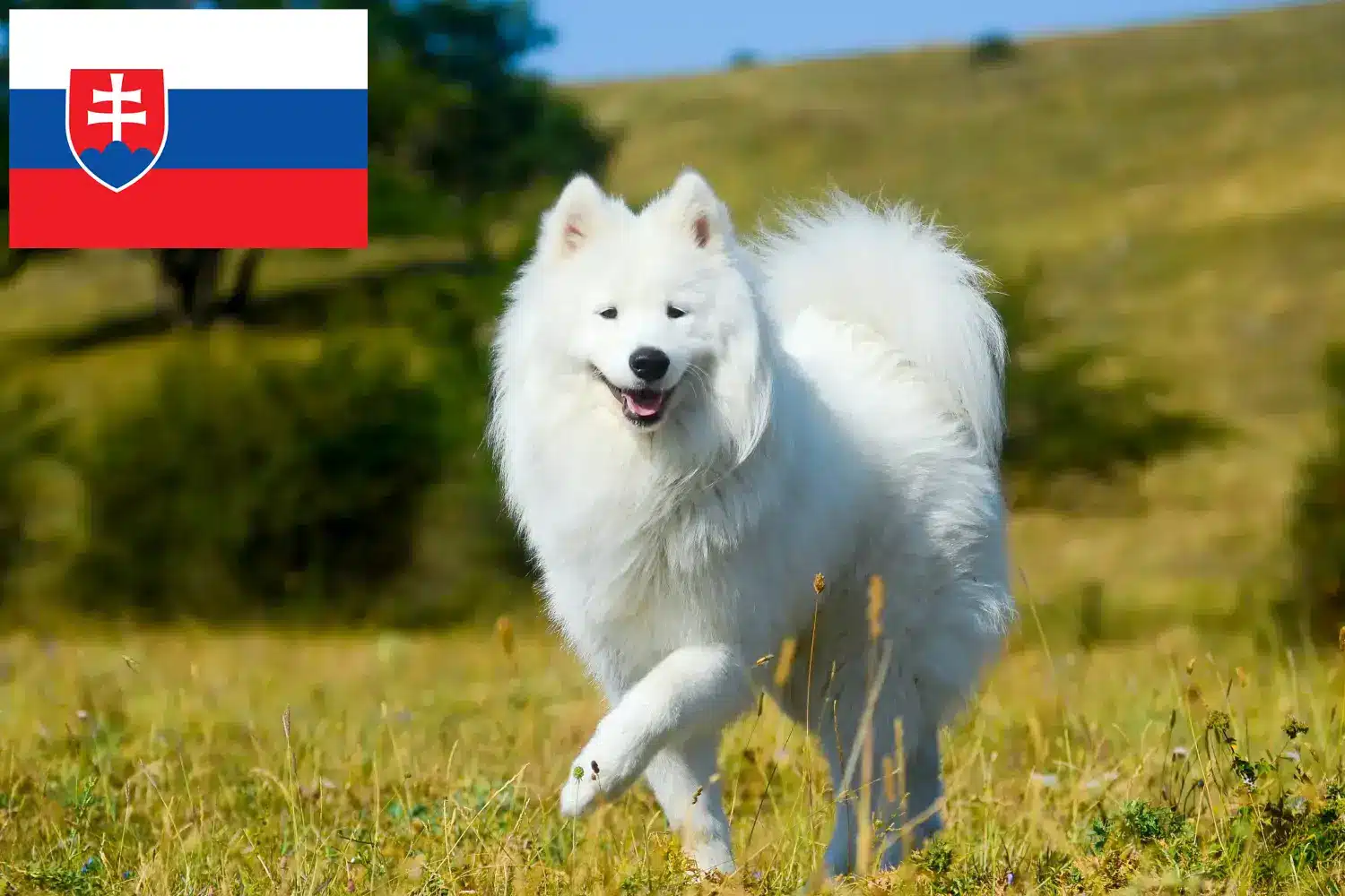 Read more about the article Crescători de Samoyed și căței în Slovacia