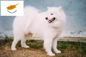 Read more about the article Crescători de Samoyed și căței în Cipru