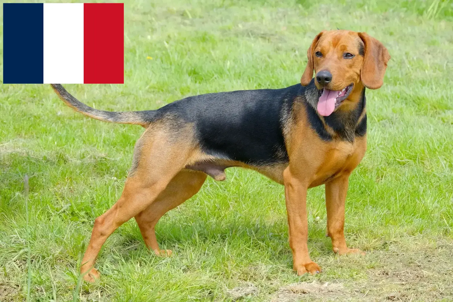 Serbian Hound căței și crescători Franța Aici puteți găsi crescători de câini de vânătoare sârbi în Franța.