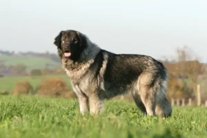 Read more about the article Šarplaninac crescător