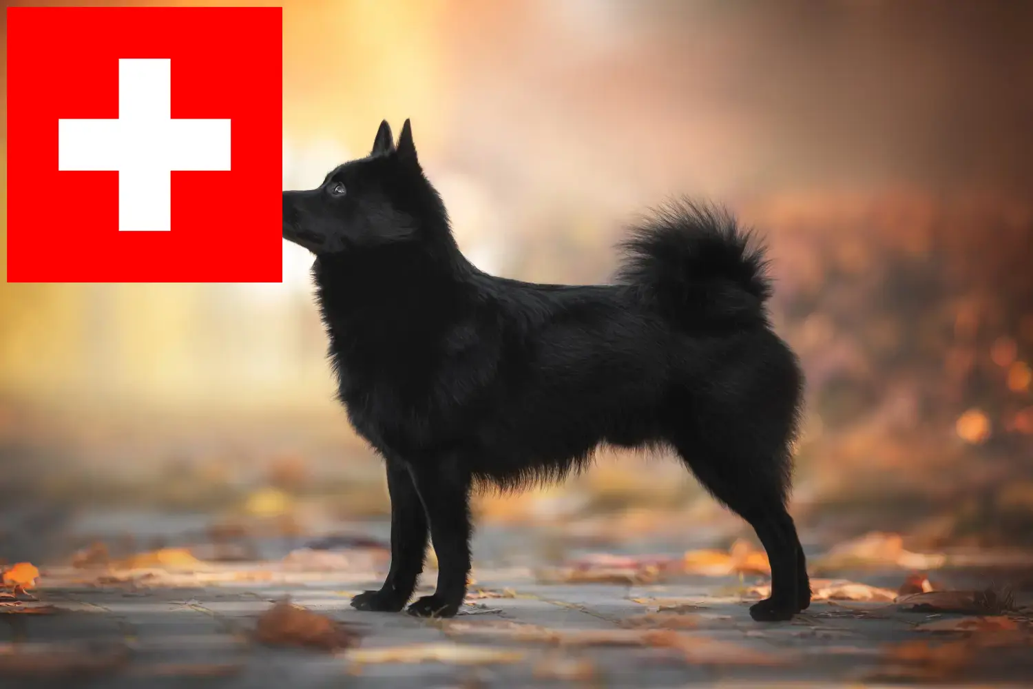 Schipperke căței și crescători Elveția Aici puteți găsi crescători de Schipperkes în Elveția.