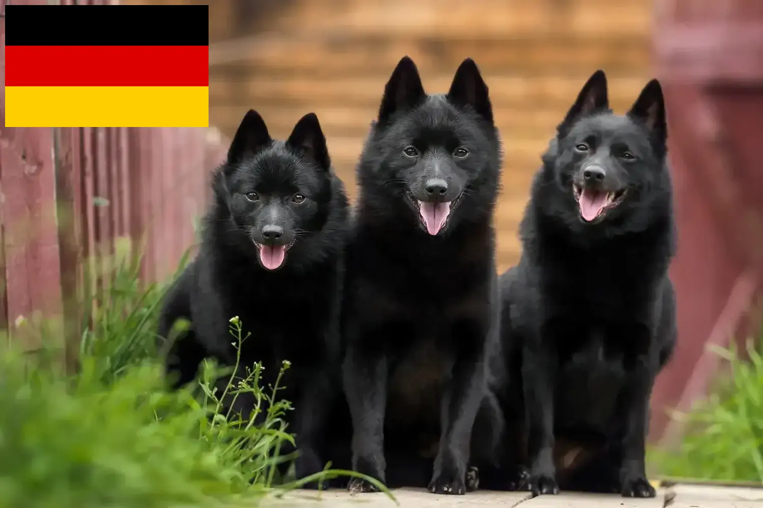 Schipperke căței și crescători Germania Aici puteți găsi crescători de Schipperkes în Germania.