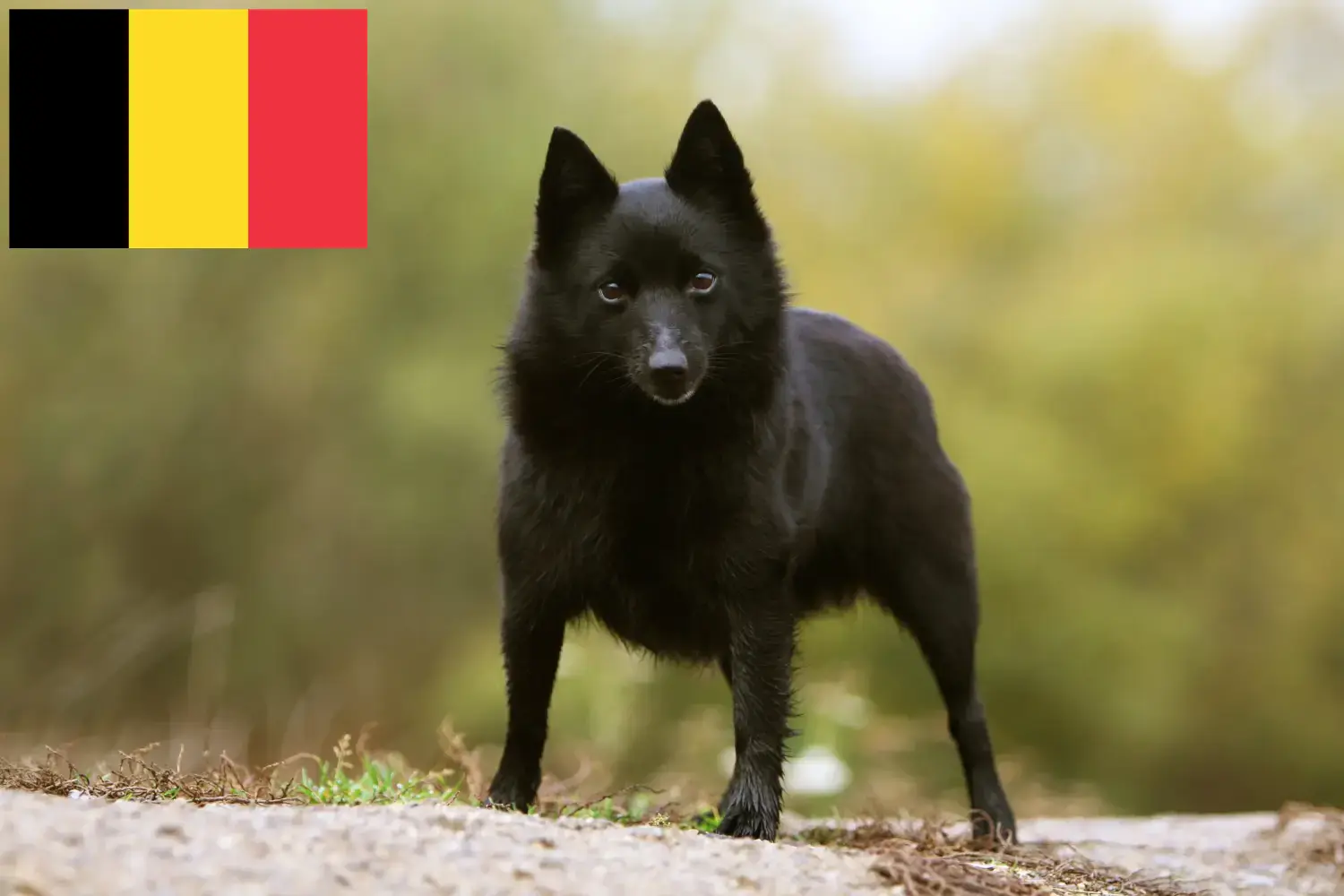 Schipperke căței și crescători Belgia Aici puteți găsi crescători de Schipperkes în Belgia.