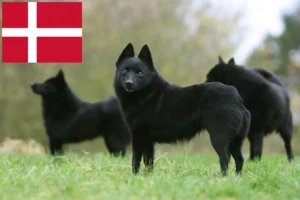 Read more about the article Schipperke crescători și căței în Danemarca