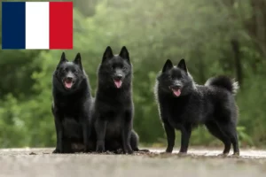 Read more about the article Schipperke crescători și căței în Franța