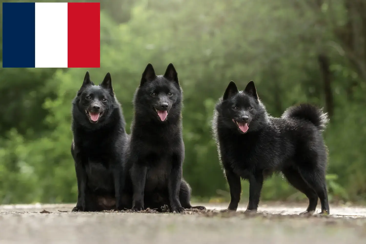 Schipperke căței și crescători Franța Aici puteți găsi crescători de Schipperkes în Franța.