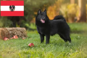 Read more about the article Schipperke crescători și căței în Austria