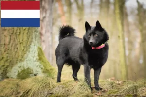 Read more about the article Schipperke crescători și căței în Olanda