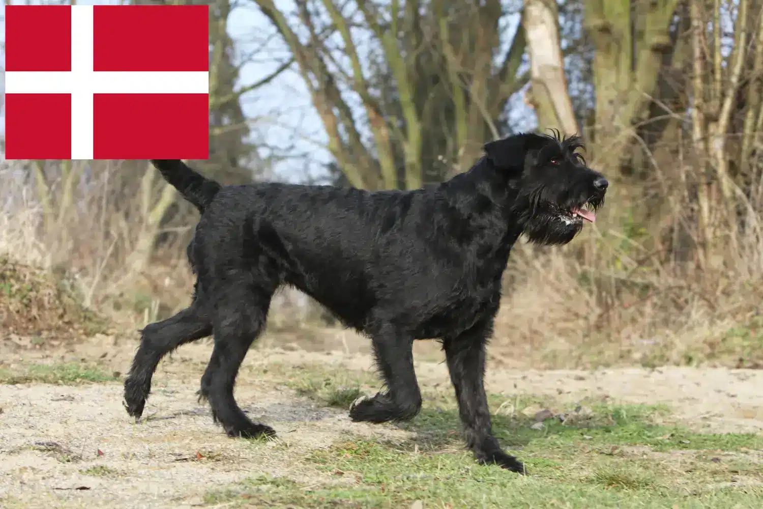Schnauzer căței și crescători Danemarca Aici puteți găsi crescători de Schnauzer în Danemarca.