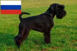 Read more about the article Schnauzer crescători și căței în Rusia