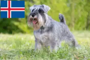 Read more about the article Schnauzer crescători și căței în Islanda
