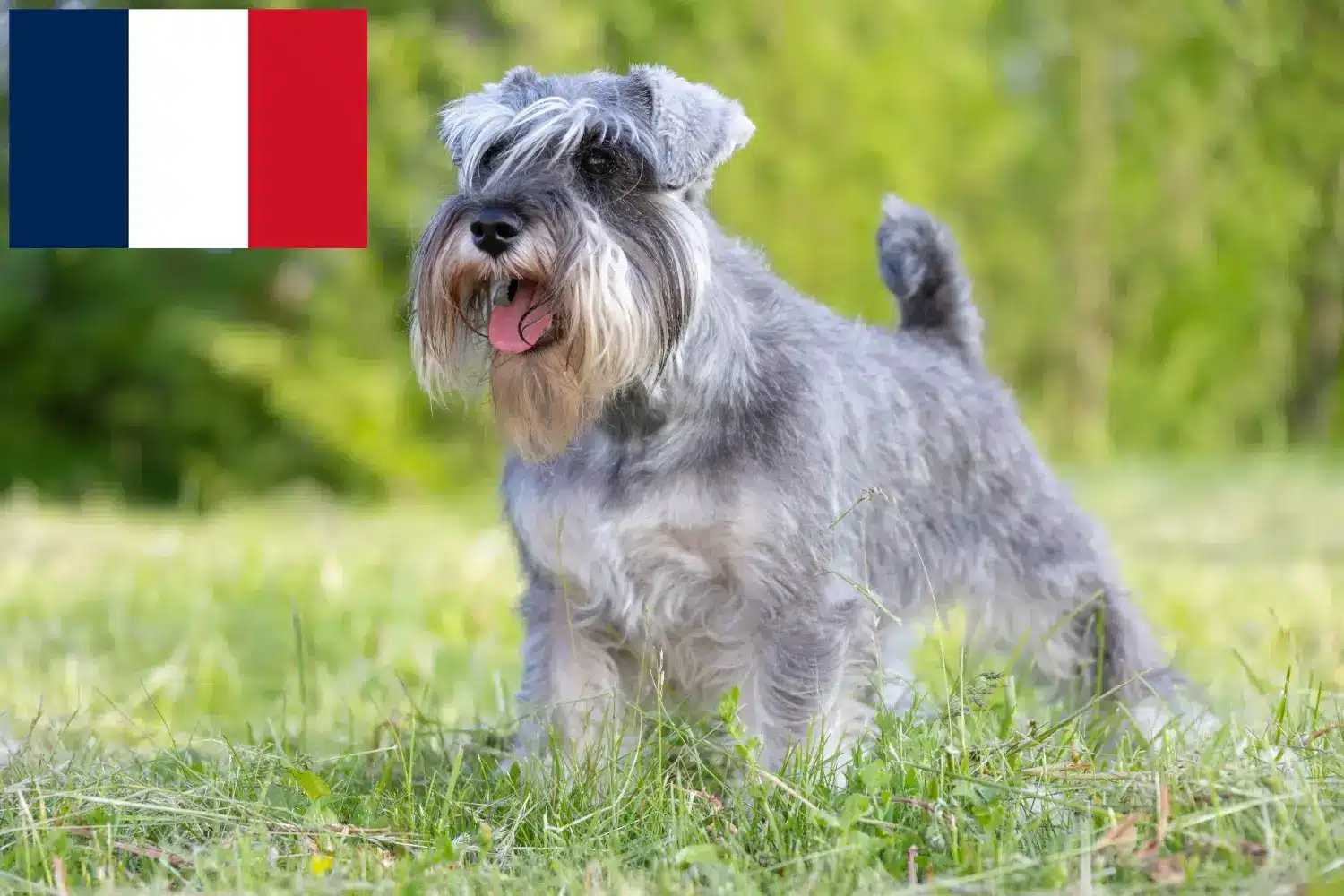 Schnauzer căței și crescători de Schnauzer Réunion Aici puteți găsi crescători de Schnauzer în Réunion.