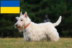 Read more about the article Scottish Terrier crescători și căței în Ucraina