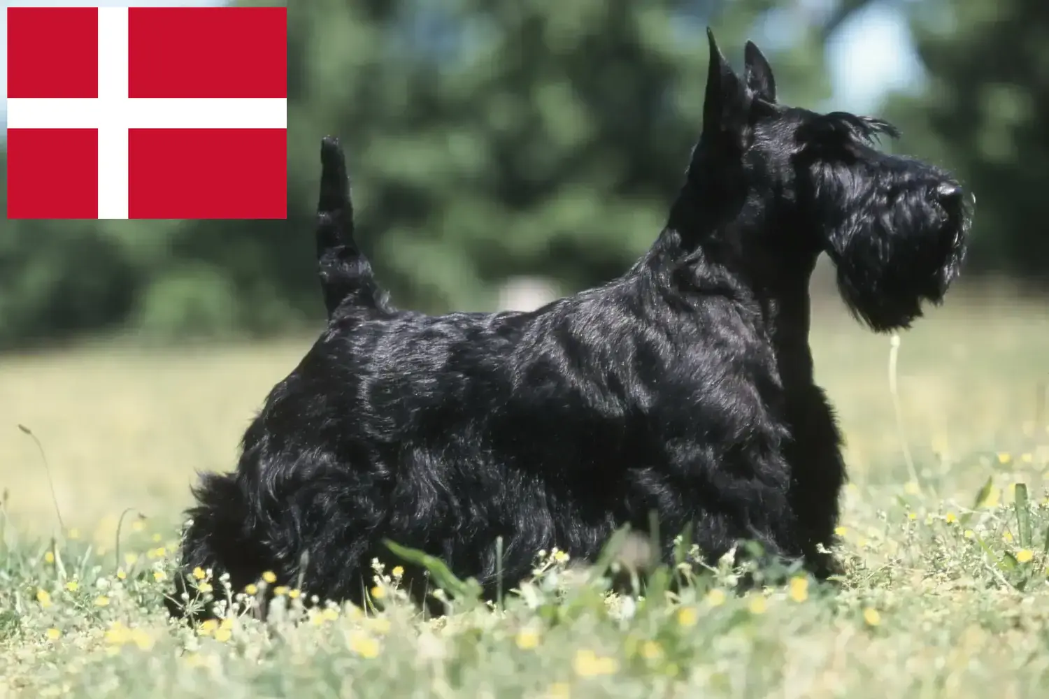 Scottish Terrier căței și crescători Danemarca Găsiți aici crescătorii de Scottish Terrier în Danemarca.