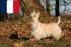 Read more about the article Scottish Terrier crescători și căței în Franța