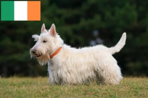 Read more about the article Scottish Terrier crescători și căței în Irlanda