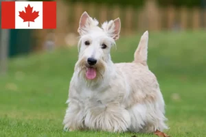 Read more about the article Scottish Terrier crescători și căței în Canada