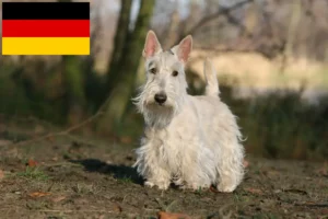 Read more about the article Scottish Terrier crescători și căței în Germania