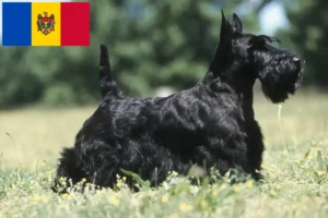 Read more about the article Scottish Terrier crescători și căței în Moldova