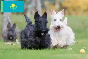 Read more about the article Scottish Terrier crescători și căței în Kazahstan