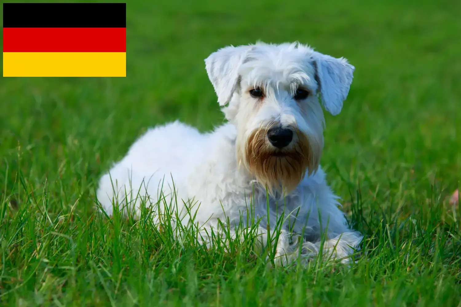 Read more about the article Sealyham Terrier crescători și căței în Germania