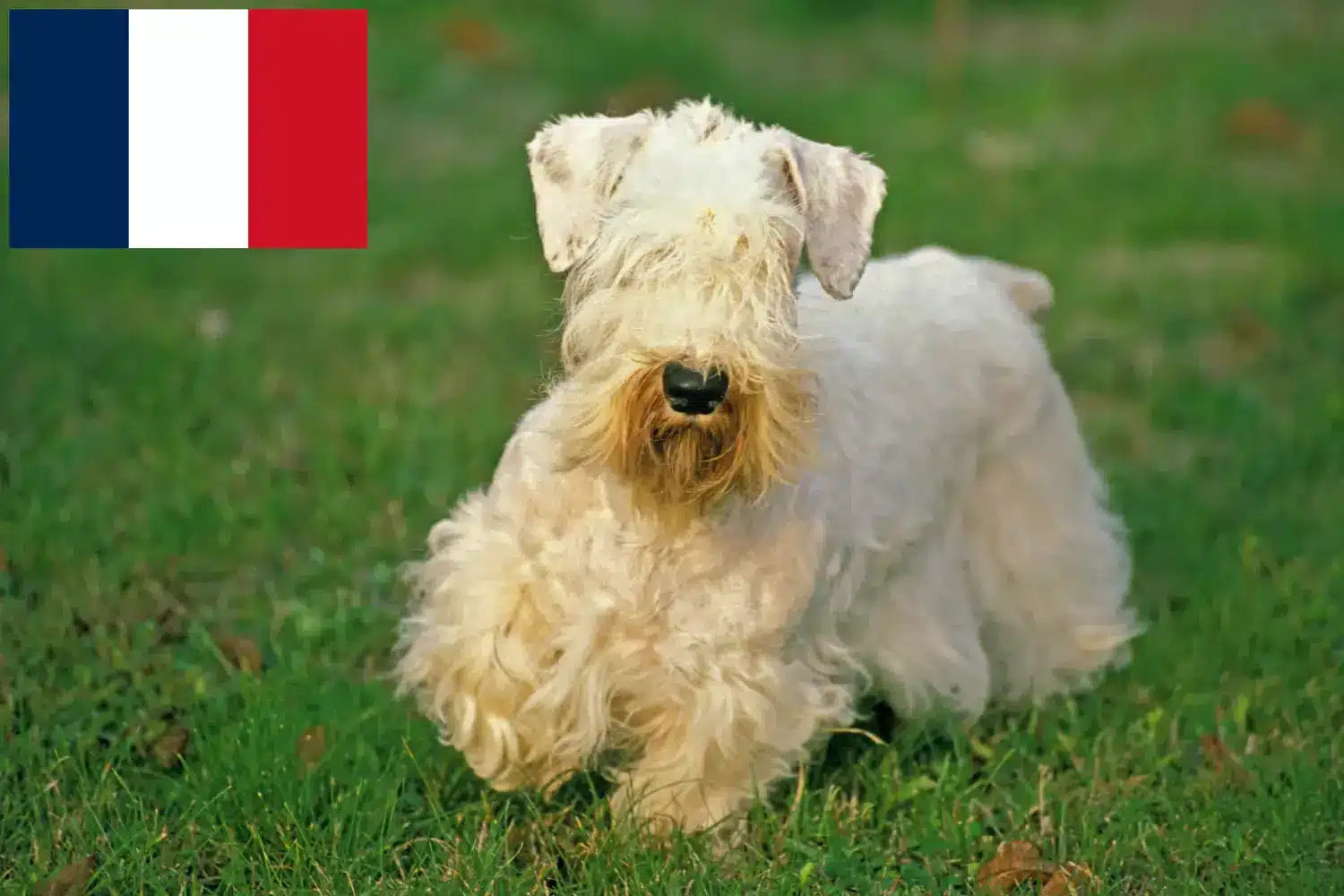 Sealyham Terrier căței și crescători Franța Găsiți aici crescătorii de Sealyham Terrier în Franța.