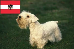 Read more about the article Sealyham Terrier crescători și căței în Austria