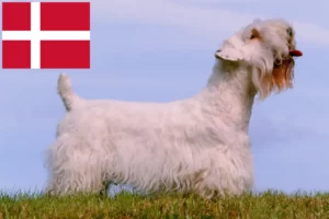 Read more about the article Sealyham Terrier crescători și căței în Danemarca