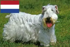 Read more about the article Sealyham Terrier crescători și căței în Olanda