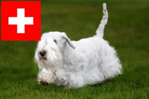 Read more about the article Sealyham Terrier crescători și căței în Elveția