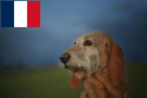 Read more about the article Segugio Italiano crescători și căței în Franța