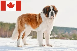 Read more about the article Saint Bernard crescători și căței în Canada