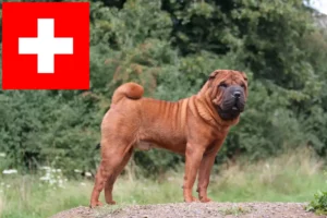 Read more about the article Shar-Pei crescători și căței în Elveția