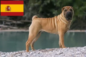 Read more about the article Shar-Pei crescători și căței în Spania