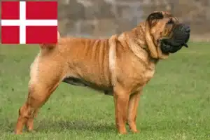 Read more about the article Shar-Pei crescători și căței în Danemarca