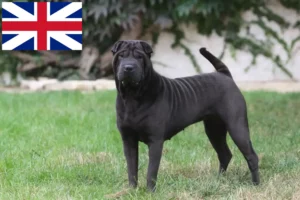 Read more about the article Shar-Pei crescători și căței în Marea Britanie