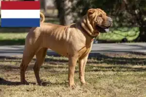 Read more about the article Shar-Pei crescători și căței în Olanda