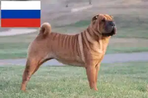 Read more about the article Shar-Pei crescători și căței în Rusia