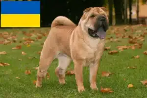 Read more about the article Shar-Pei crescători și căței în Ucraina