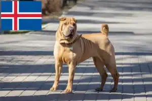 Read more about the article Shar-Pei crescători și căței în Islanda