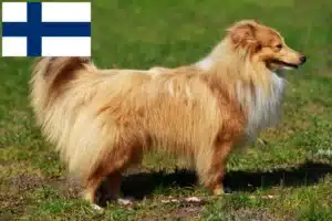 Read more about the article Sheltie crescători și căței în Finlanda
