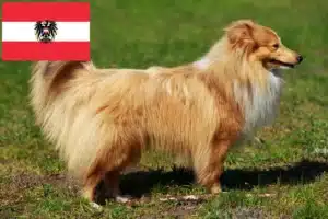 Read more about the article Sheltie crescători și căței în Austria