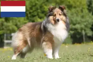 Read more about the article Sheltie crescători și căței în Olanda