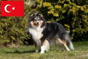 Read more about the article Sheltie crescători și căței în Turcia