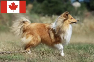 Read more about the article Sheltie crescători și căței în Canada