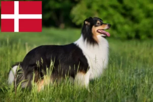 Read more about the article Sheltie crescători și căței în Danemarca