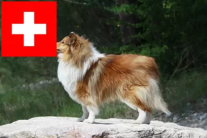 Read more about the article Sheltie crescători și căței în Elveția