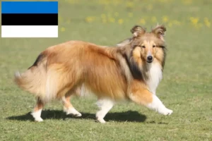 Read more about the article Sheltie crescători și căței în Estonia